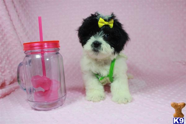 lvpuppyheaven Picture 2